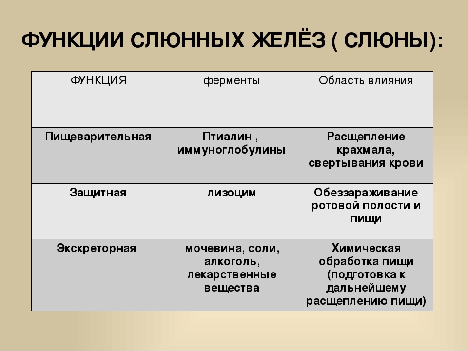 Строение слюны