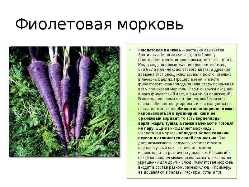Морковь относится к группе. Сообщение про морковь. Доклад о морковке. Культурное растение морковь. Описание морковки.