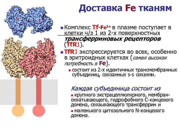 Причины низкого ферритина