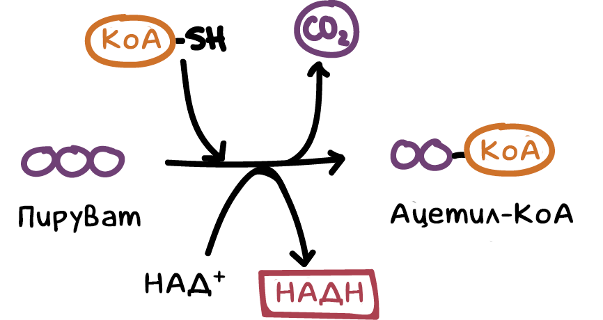 Химию перенесли. Пируват в ацетил КОА. Молекула пирувата. Из пирувата в ацетил КОА. Ацетил химия.
