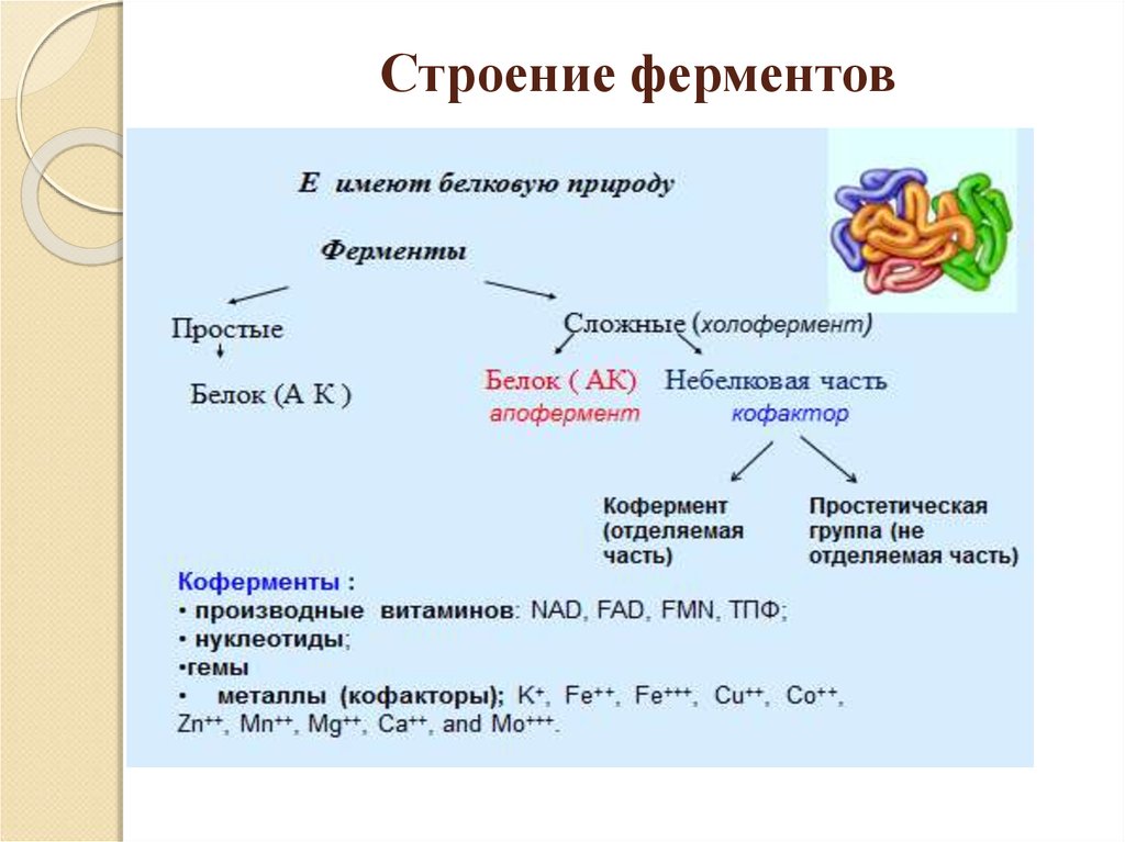 Ферменты строение картинки