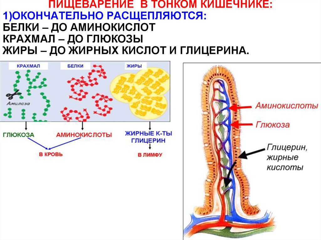 Фермент расщепляющий жиры. В процессе пищеварения жиры расщепляются до. В процессе пищеварения белки расщепляются до. В процессе пищеварения белки расщепляются на аминокислоты. В процессе пищеварения белки расщепляются до чего.