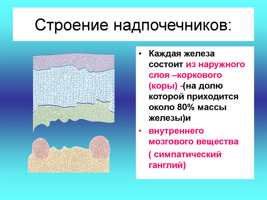 Строение надпочечников