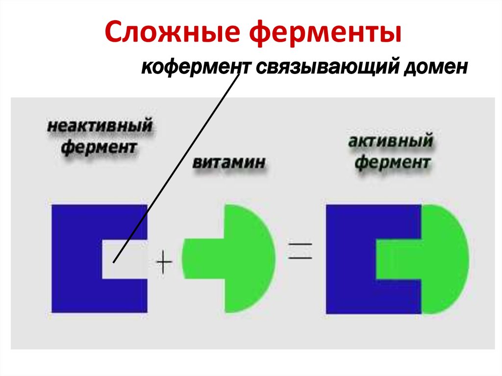 Схема работы фермента