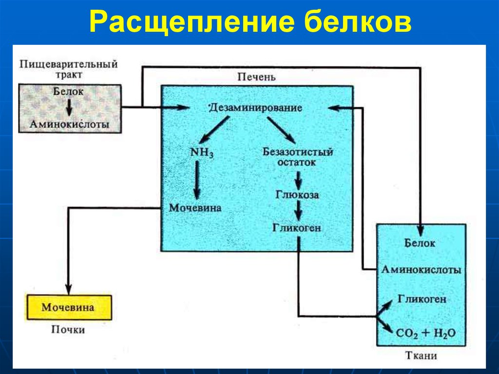 Схема белкового обмена в организме человека