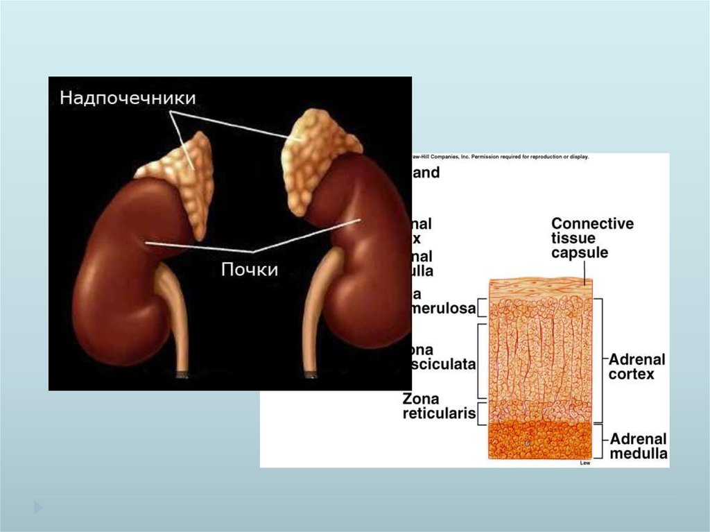 Надпочечники строение. Надпочечная железа. Гиперплазия надплчеч двусторонняя надпочечная. Образование 2см надпочечнике.