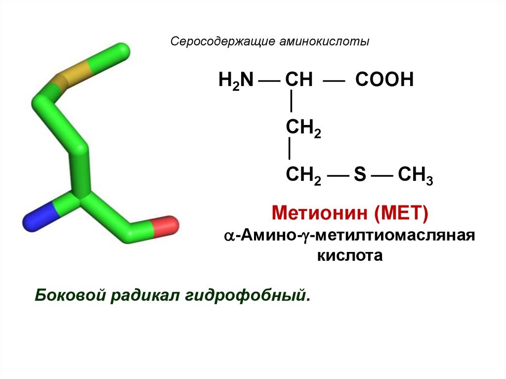 21 аминокислота. Формулы серосодержащих аминокислот. Серосодержащие Альфа-аминокислоты. Серосодержащие α-аминокислоты. Классификация аминокислот серосодержащие.