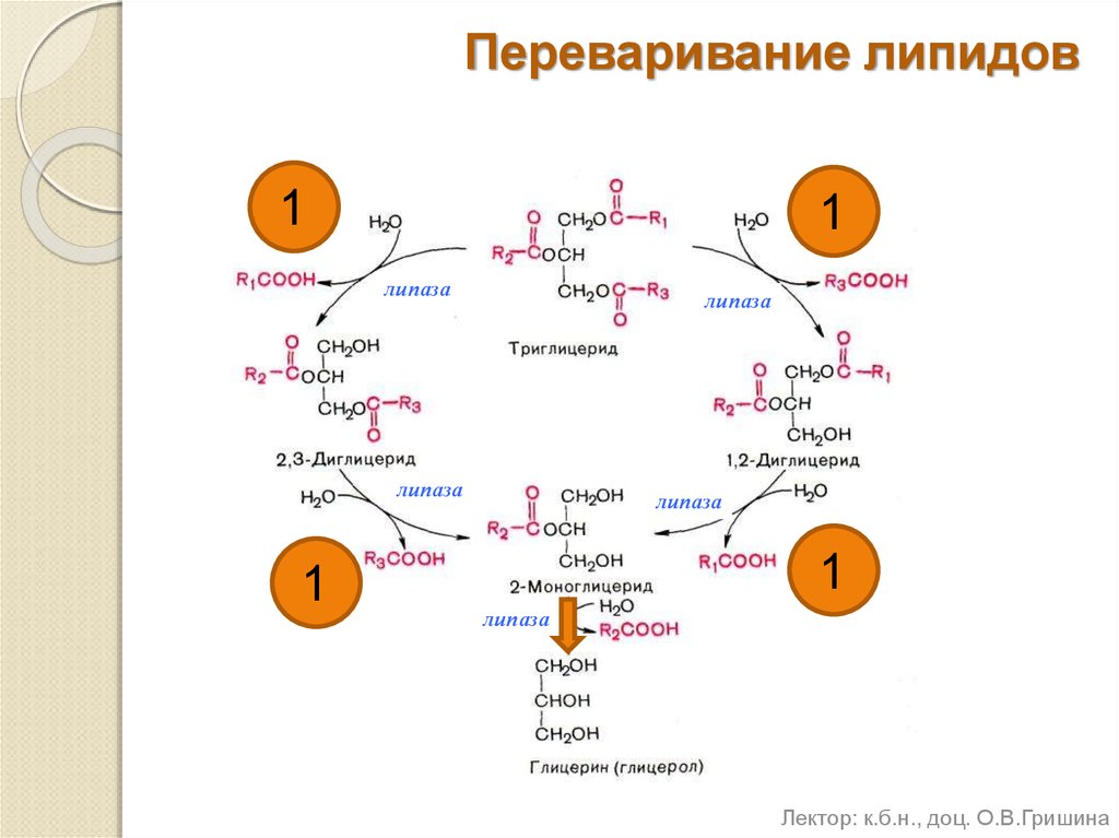 Расщепление жиров схема