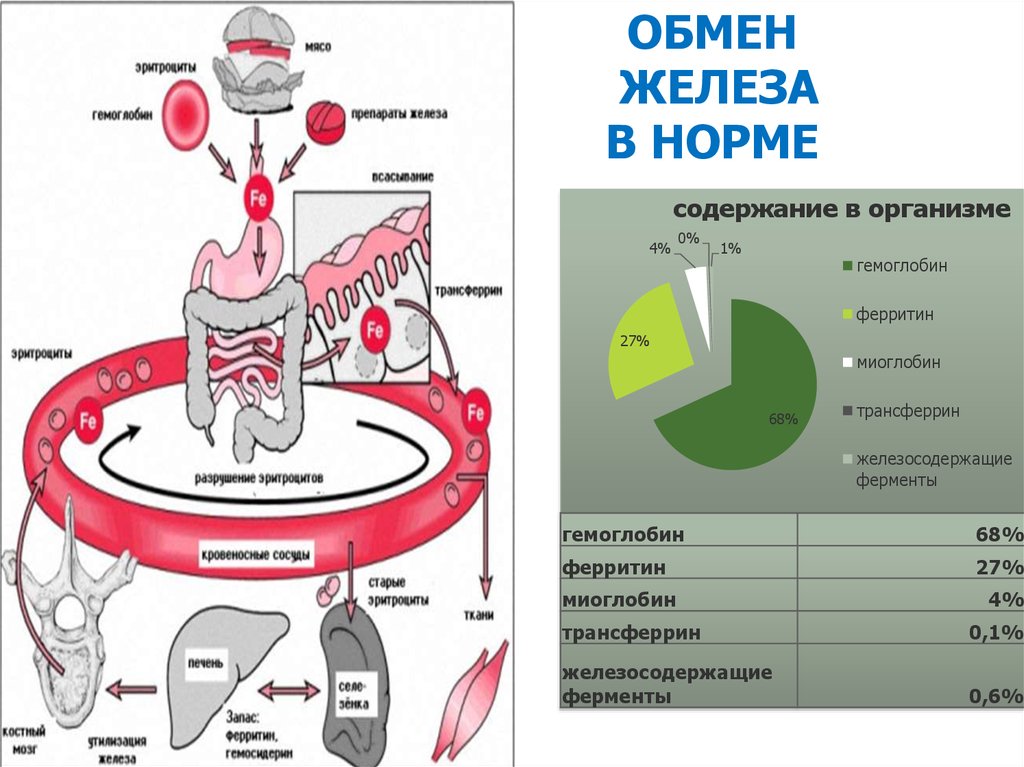 Железа гемоглобин. Гемоглобин и ферритин. Гемоглобин железо ферритин. Эритроциты гемоглобин ферритин. Показатели гемоглобина ферритин железо.