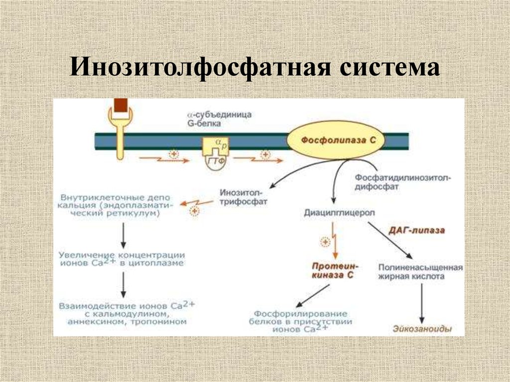 На рисунке изображена схема объясняющая механизм поддержания концентрации кальция в организме ответ