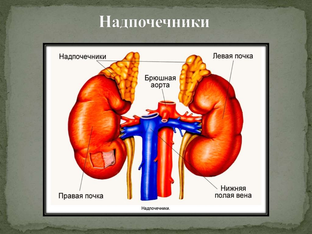 Анатомия и физиология надпочечников презентация