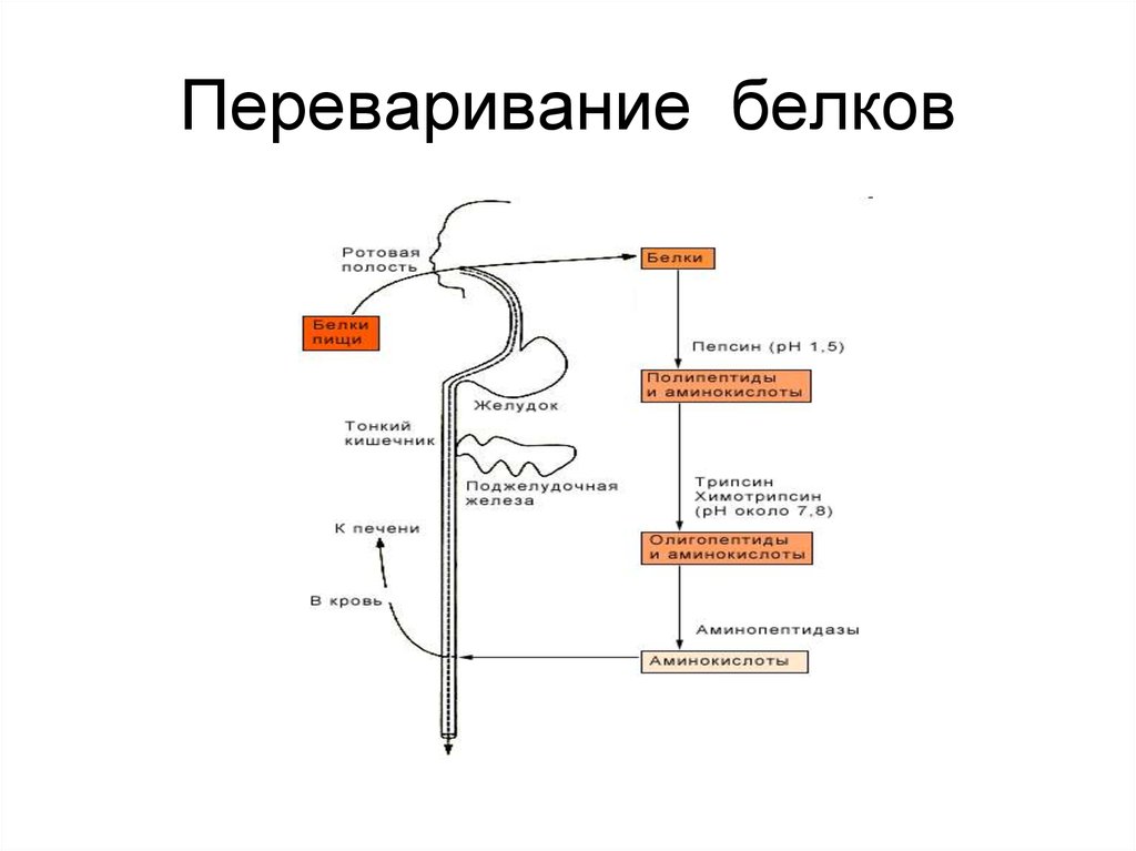 Схема переваривания пищи