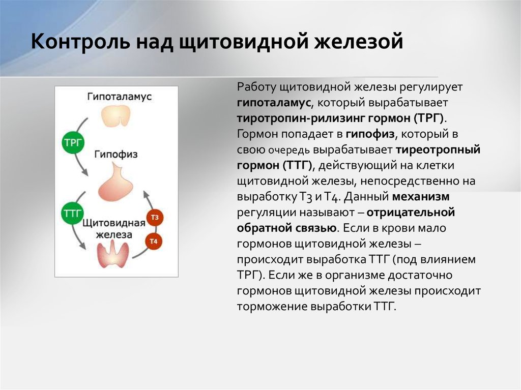 Гормоны щитовидной железы