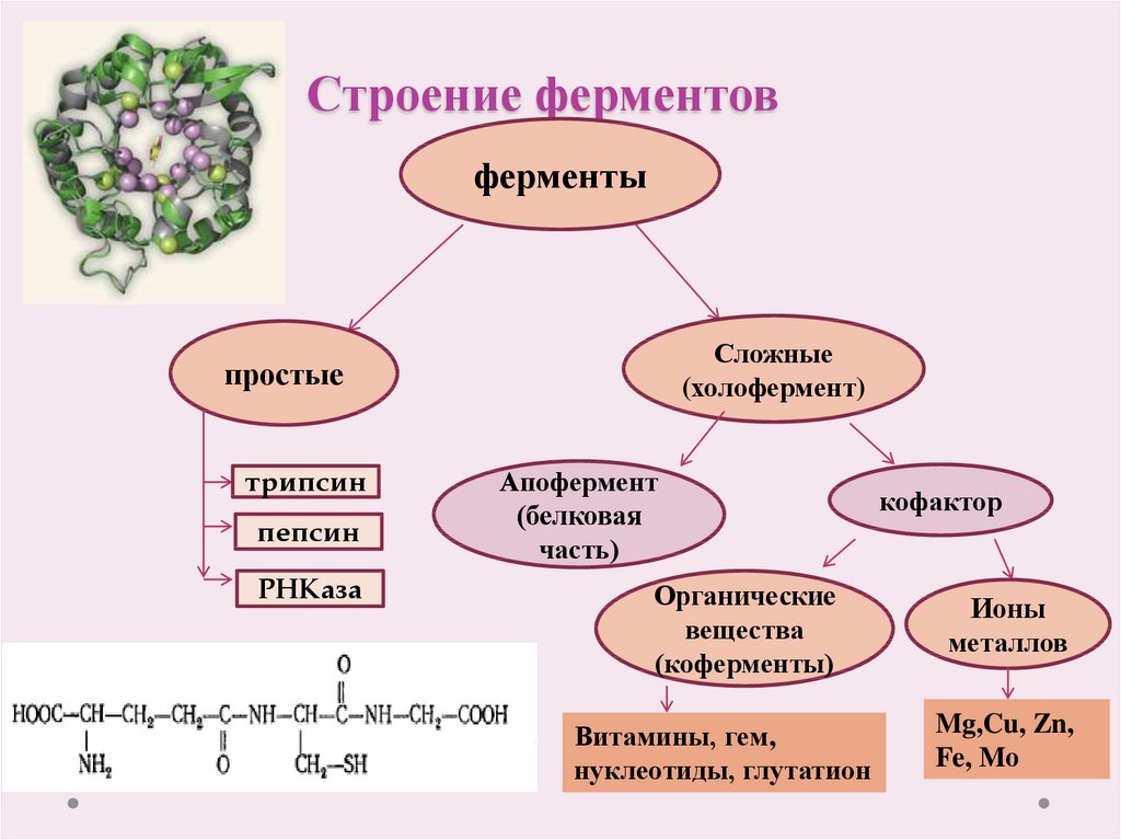 Каким номером на рисунке обозначен процесс в результате которого при участии ферментов объединяются