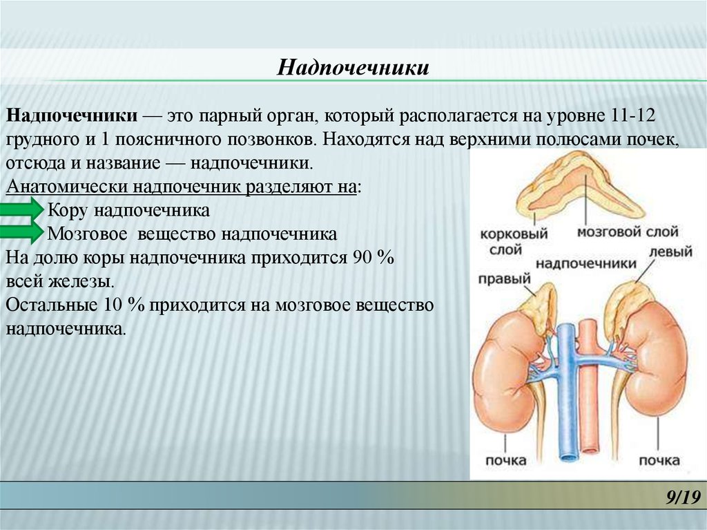 Надпочечники щитовидной железы. Надпочечники железа строение и функции. Надпочечники железа строение. Надпочечники и щитовидная железа. Надпочечники это орган.