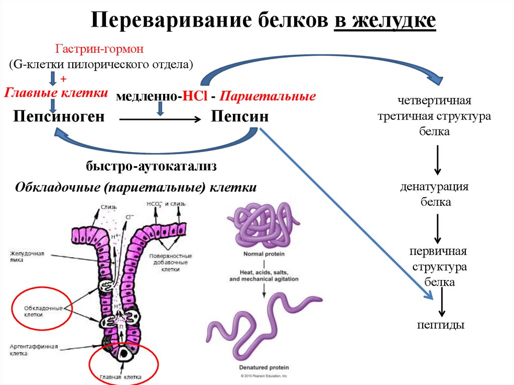 Схема переваривания белков