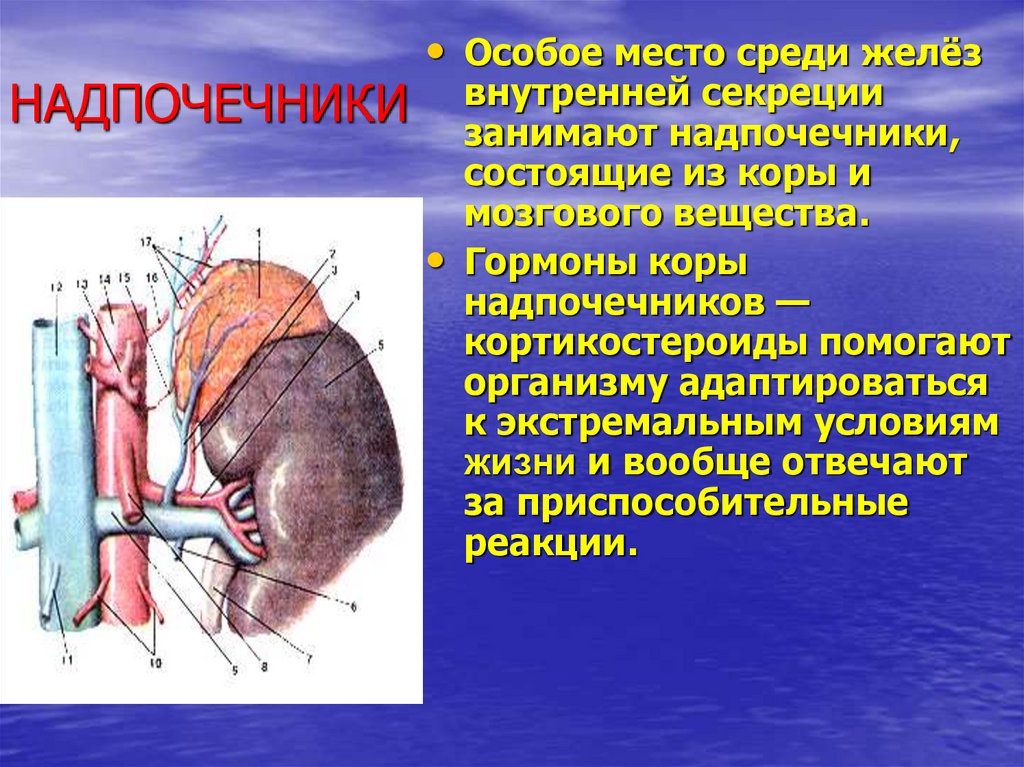 Анатомия и физиология надпочечников презентация