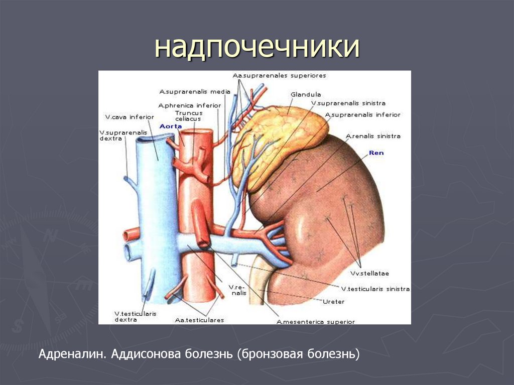 Надпочечники не лоцируются. Надпочечники расположение строение.