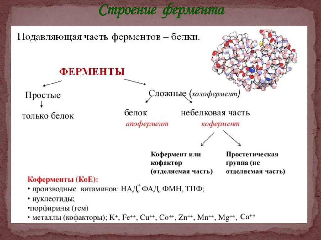 Строение ферментов схема