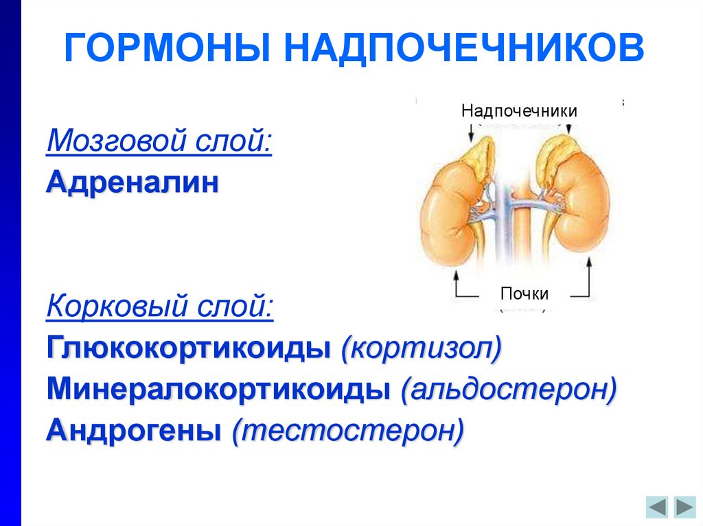 Надпочечники механизм действия. Гормоны коркового слоя надпочечников. Надпочечники гормоны и функции кратко. Корковый слой надпочечников функции. Структура гормонов мозгового слоя надпочечников.