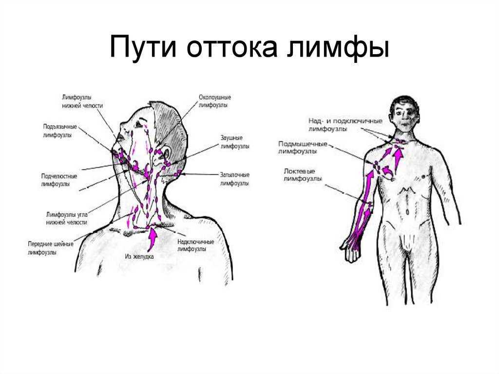 Направление движения лимфы в организме человека схема