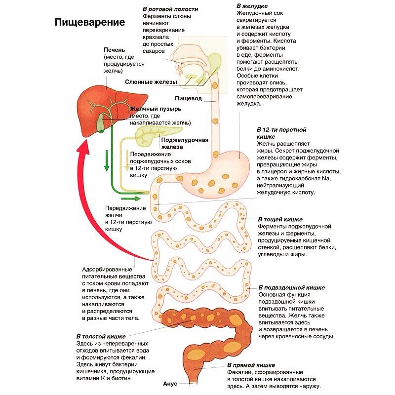 Функции ферментов поджелудочной железы схема