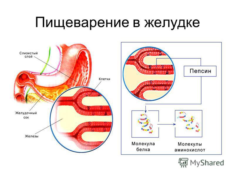 Желудок расщепление. Процесс пищеварения в желудке. Пепсин желудочного сока. Пищеварение в желудке желудочный сок. Пищеварение в желудке, ферменты желудка.