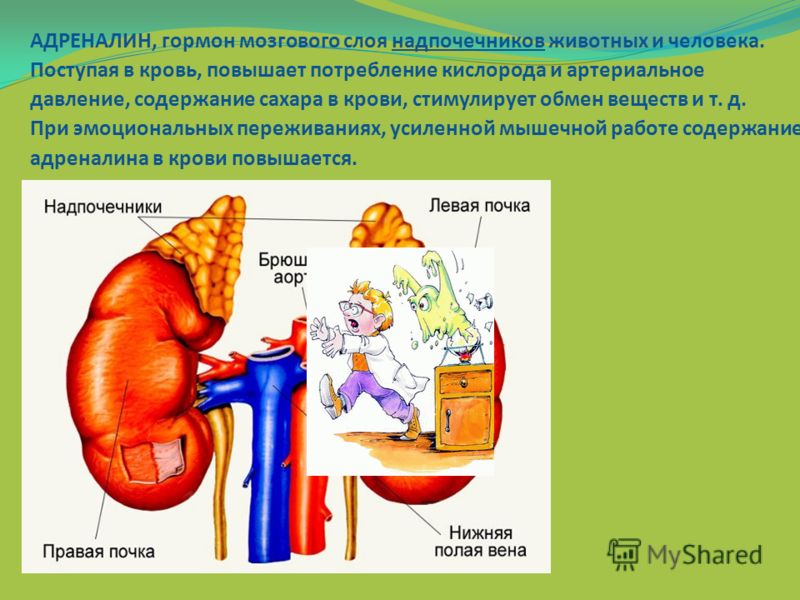 Вещество надпочечников выделяет гормон адреналин