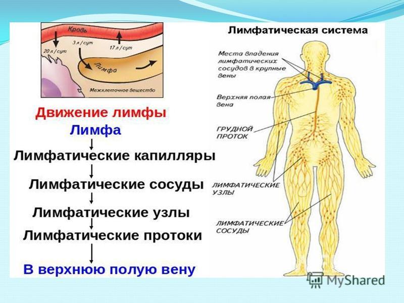 Лимфа объем. Лимфатические сосуды. Движение лимфы. Лимфатическая система человека. Механизмы движения лимфы.