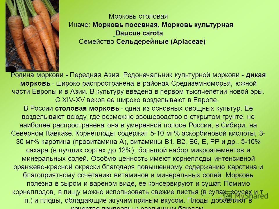 Морковь каратель описание сорта фото