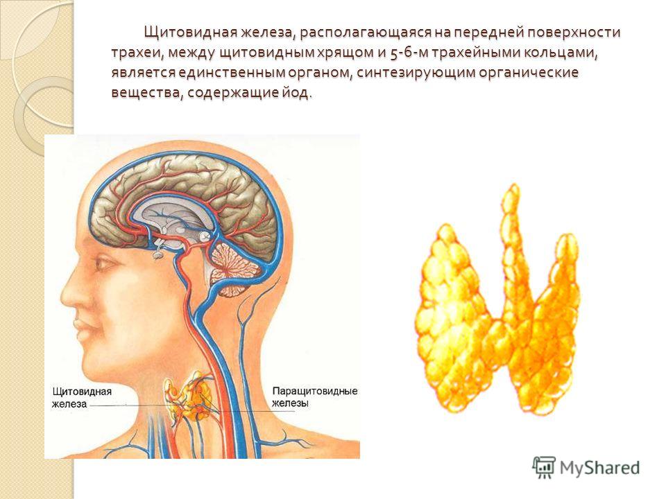 Йод для щитовидной железы