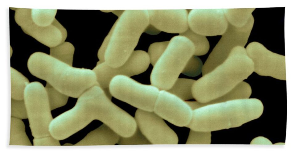 Лучшие бифидобактерии. Бактерии бифидобактерии. Бифидум бактерии. Бифидобактерии lactis. Бифидобактерии с 0.