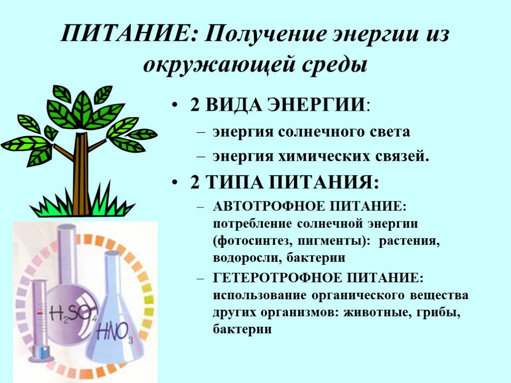 Как можно добыть энергию для жизни 5 класс биология презентация