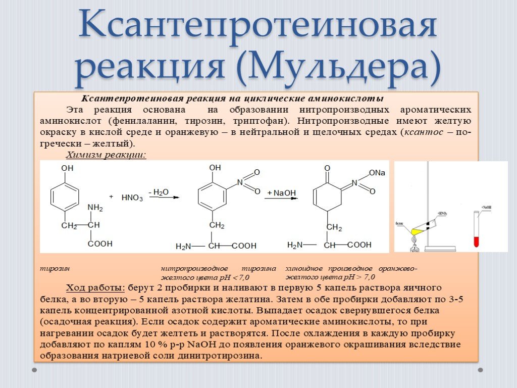 Ксантопротеиновая реакция схема реакции