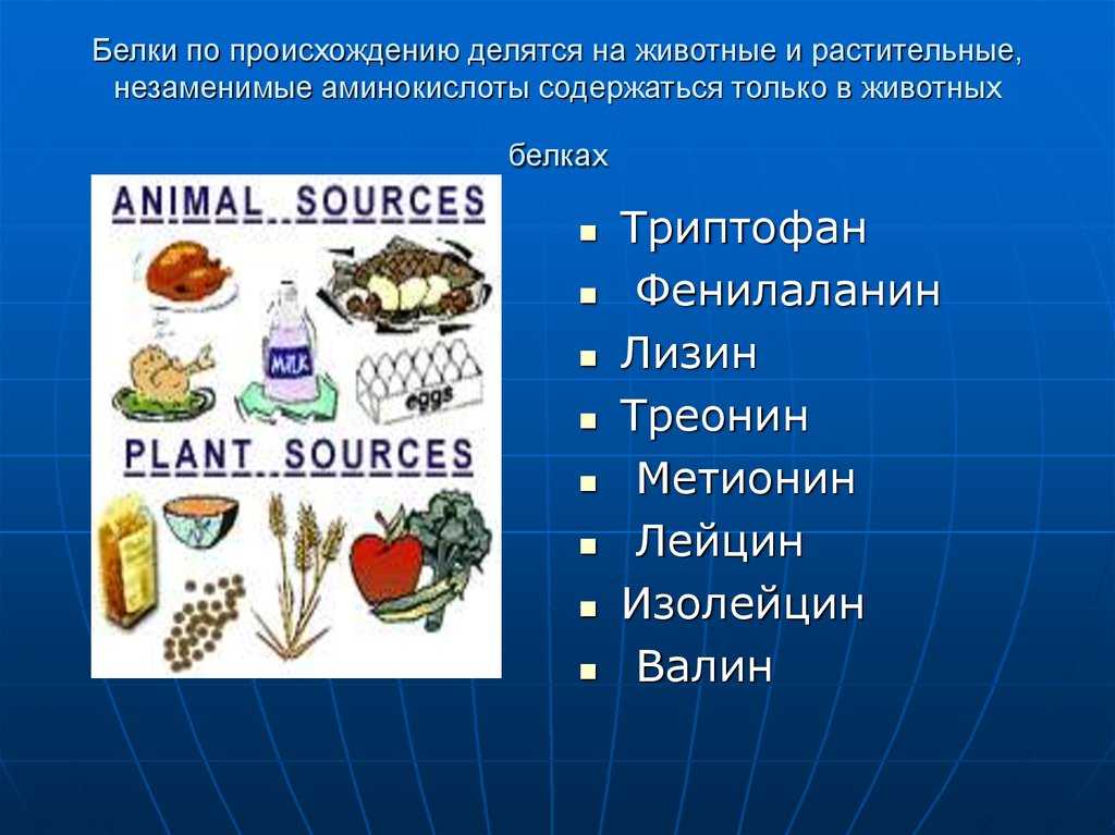 Происхождение аминокислот. Белки растительногороисхождения. Аминокислоты в продуктах растительных продуктах. Белков животного происхождения. Белок в продуктах растительного происхождения.