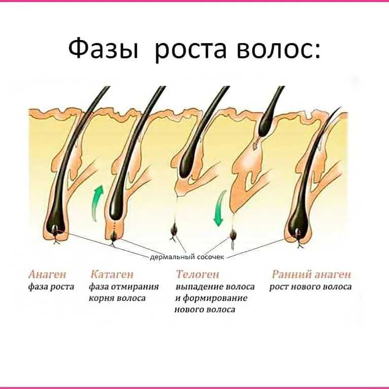 Схема роста ресниц