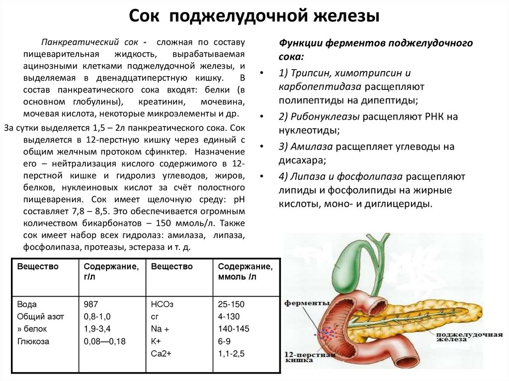 Какой цифрой на рисунке обозначена железа выделяющая пищеварительные ферменты