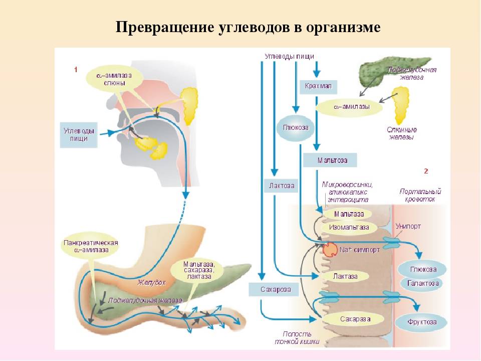 Схема переваривание белков в жкт