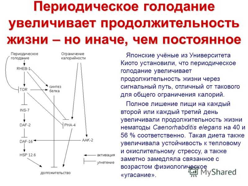Интервальное голодание презентация