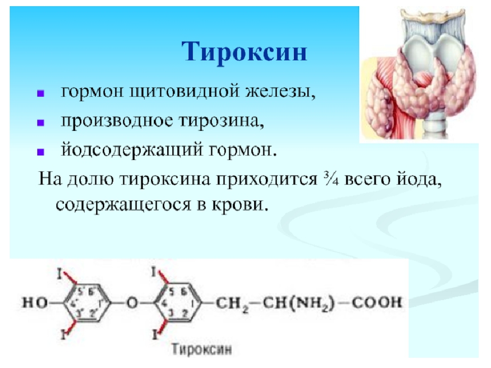 Тироксин функции гормона. Тироксин гормон щитовидной железы. Тироксин гормон щитовидной железы функции. Тироксин йодсодержащий гормон. Щитовидная железа тироксин и трийодтиронин.