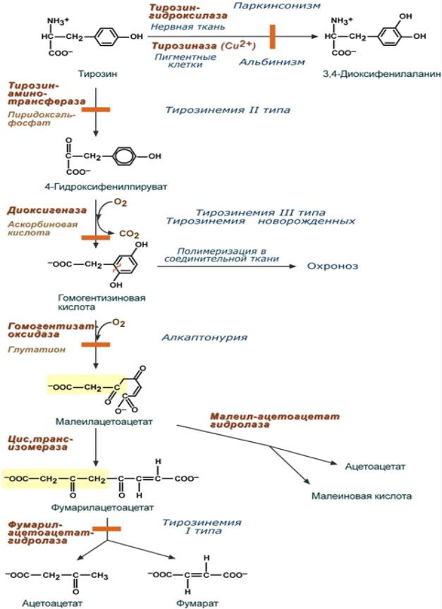 Тирозин фермент. Обмен фенилаланина и тирозина биохимия схема. Схема метаболических нарушений тирозина. Нарушение обмена тирозина болезни. Схема катаболизма тирозина в печени.